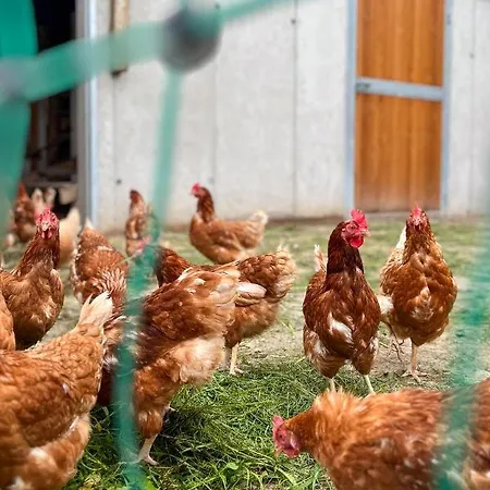 Am Bauernhof, Korbingerhof Lägenhet Rinn