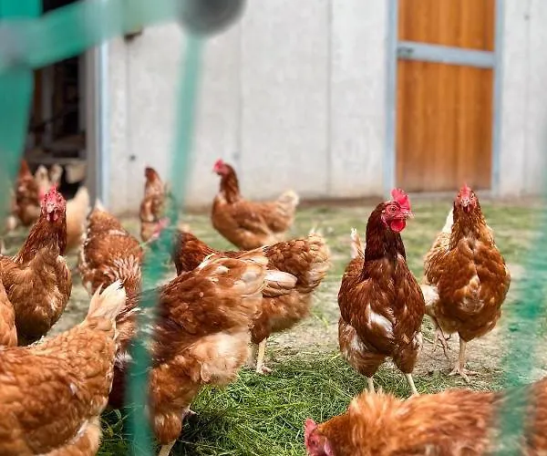 Am Bauernhof, Korbingerhof Appartamento Rinn